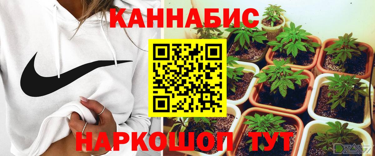 Бошки марихуана планчик  Канабис индика  Конопля сатива  Междуреченск  Вход с VPN 